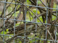 Sedge Warbler_Girdle Ness_240514a.jpg