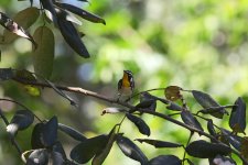 Yellow-throated Warbler_s.jpg