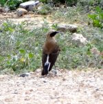 Black eared Wheatear.6..jpg