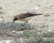 Black eared Wheatear.2..jpg