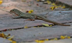 111 Lizard - AAA - Texas Alamo - Estero Llano State Park - 14Apr28 - 11-052.jpg