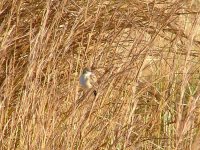 4-cisticola.jpg