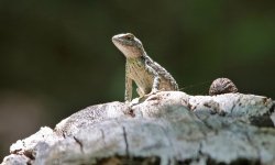 111 Lizard - Texas Hill Country - Lost Maples NP - 14Apr22 - 05-025.jpg