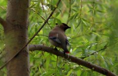 Japanese Waxwing.jpg