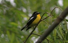 Yellow-rumped Flycatcher.jpg