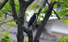 Chinese Sparrowhawk.jpg