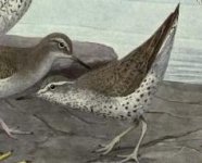 spotted sandpiper.jpg