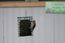 mini-Woodpecker 012.JPG