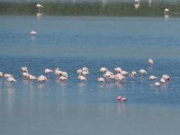 2014.04.28 Lesser Flamingos (bottom).JPG