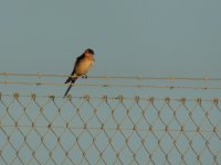 2014.04.28 Red-rumped Swallow.JPG