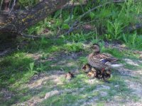 2014.04.28 First 2014 Mallard chicks.JPG