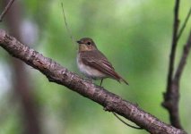 Narcissis Flycatcher 2.jpg