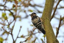 Lesser Spotted Woodpecker Upload 028.jpg