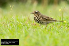 Olive-backed Pipit.jpg