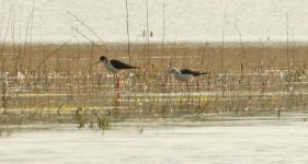 Black-winged Stilts Upload 013.jpg