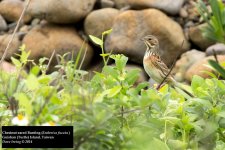 Chestnut-eared Bunting.jpg