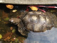 IMG_0932 tortoise @ Tai O 3.JPG