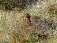 redgrouse.jpg