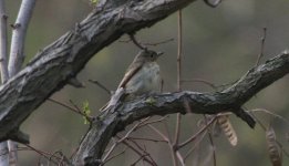 Blue and White Flycatcher female.jpg