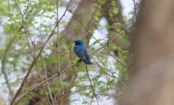 Blue and White Flycatcher.jpg