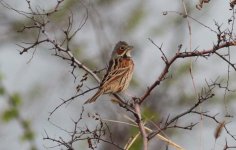 Chestnut-eared Bunting.jpg