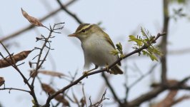 Eastern Crowned Warbler 2.jpg