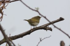 Eastern Crowned Warbler.jpg