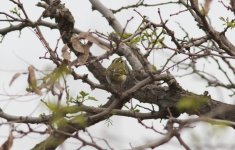 Pallas's Leaf Warbler.jpg