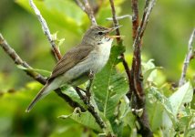 Blyth's-Reed-Warbler-105_ed.jpg