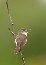 Blyth's-Reed-Warbler-177.jpg