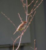 IMG_4445 Little Bunting @ Pui O.JPG