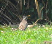 IMG_4467 White-cheeked Starling @ Pui O.JPG