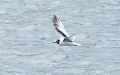 Little Gull 14 may 3 s.jpg