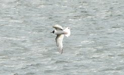 Little Gull 14 may 1 s.jpg