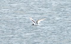 Little Gull 14 may 2 s.jpg