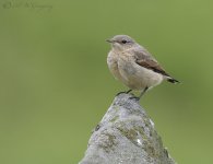 AWG Juvenile Wheatear.jpg