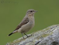 AWG Juvenile Wheatear..jpg