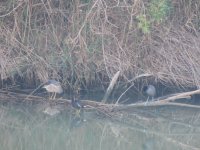 2014.04.29 Night Heron, Moorhen & Coot.JPG