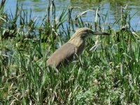 2014.04.29 Squacco Heron.JPG