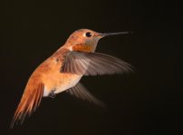 1239.m.rufous¿-4-27-14.jpg