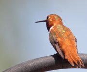 1133.m.rufous,back-4-18-14.jpg