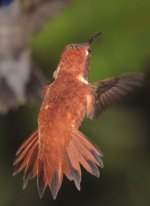 -0965.M.rufous¿ crop.4-11-11.jpg