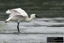 Black-faced Spoonbill 6.jpg