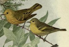 Yellow warbler.jpg