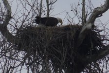 EagleCrawfordNesting20140413.jpg