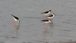 Black-winged Stilt.jpg