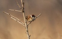 Eurasian tree Sparrow.jpg