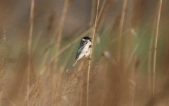 Pallas's Reed Bunting.jpg