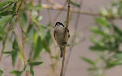 Chinese Penduline Tit.jpg