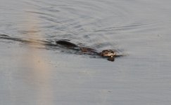 Coypu.jpg